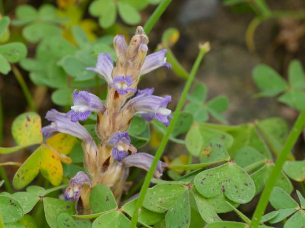 <h3><a href="/trips/kreta/biota/plantae/tracheophyta/magnoliopsida/lamiales/orobanchaceae/orobanche ramosa/orobanche ramosa-nl.html">Orobanche&nbsp;ramosa</a> /  / Hennepvreter</h3>OM-1 Mark II met OLYMPUS M.150-400mm F4.5, 1/1000 sec  bij F7.1, ISO 2000, afstand 2.15&nbsp;m